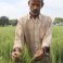 Indian farmer and CSISA partner experiments with CA and boosts crops